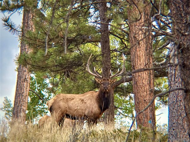 12434 S US Hwy 285, Conifer, CO 80433