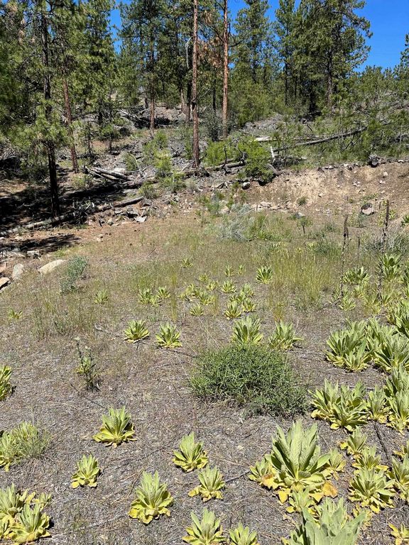 Wapiti 3 Bob White Ln, Davenport, WA 99122 photo 15