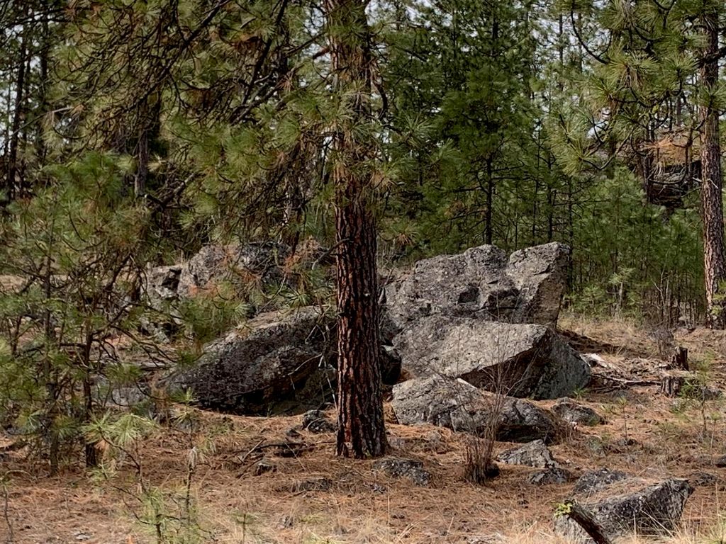 Wapiti 3 Bob White Ln, Davenport, WA 99122 photo 20