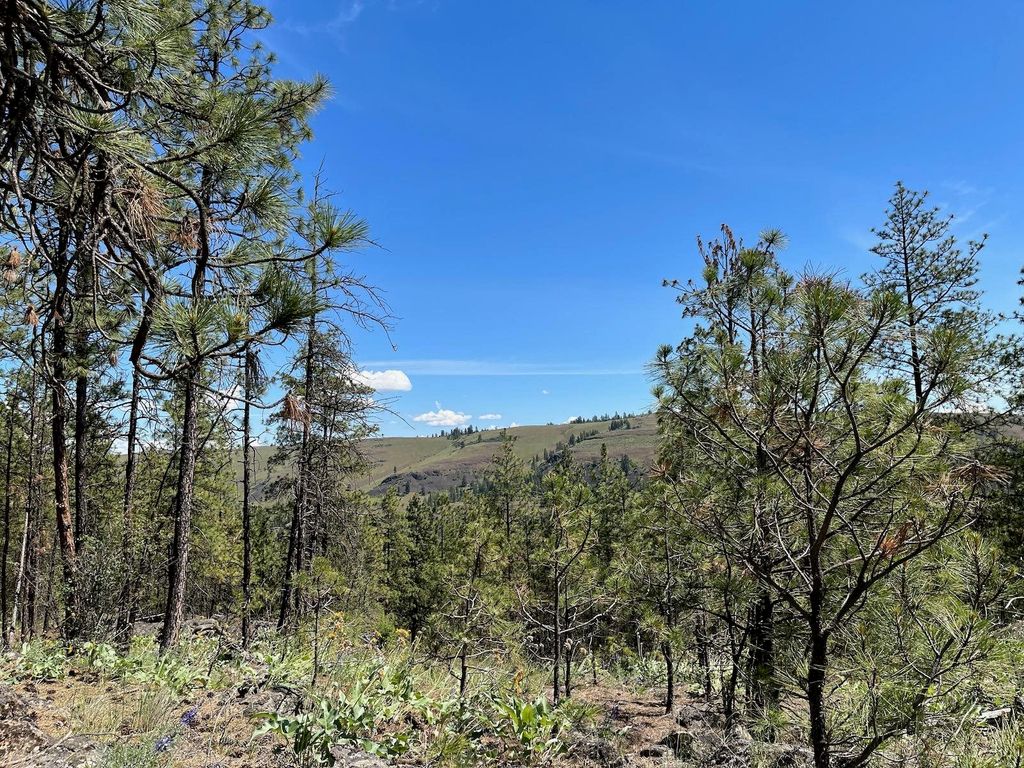 Wapiti 3 Bob White Ln, Davenport, WA 99122 photo 4