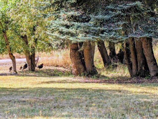 4439 Whittier Rd, Clayton, WA 99110