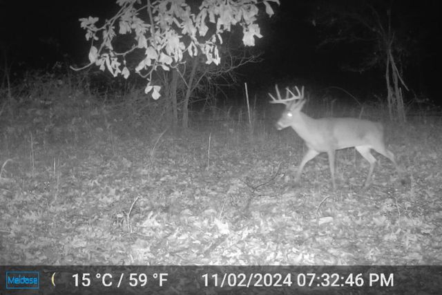 9971 E Farm Road 104, Strafford, MO 65757