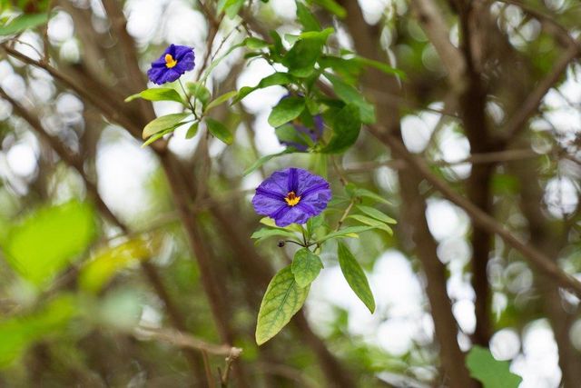 829 Talisman Drive, Palo Alto, CA 94303