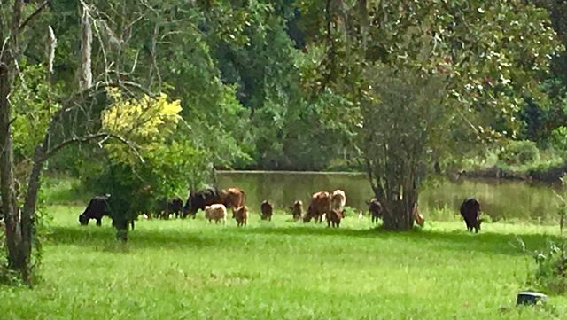 00005 Nelson Road, Hempstead, TX 77445