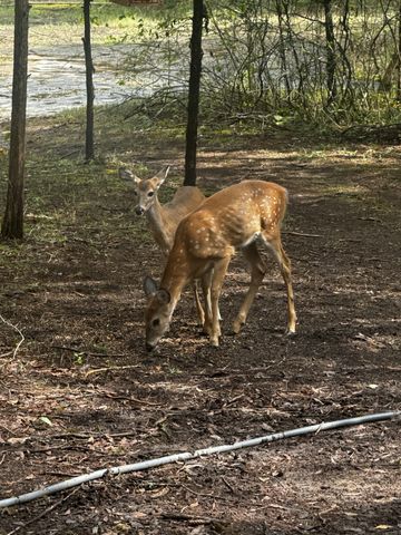 1578 S Berlin Rd, Lewisburg, TN 37091