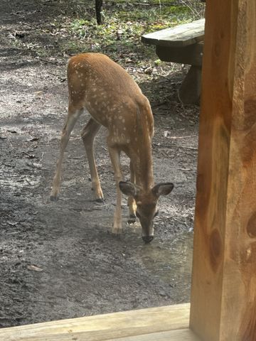 1578 S Berlin Rd, Lewisburg, TN 37091