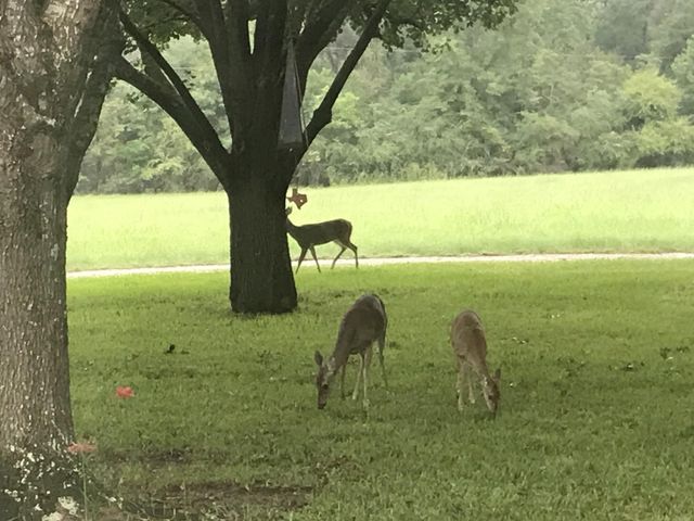 1383 Fm 3266, Palestine, TX 75801