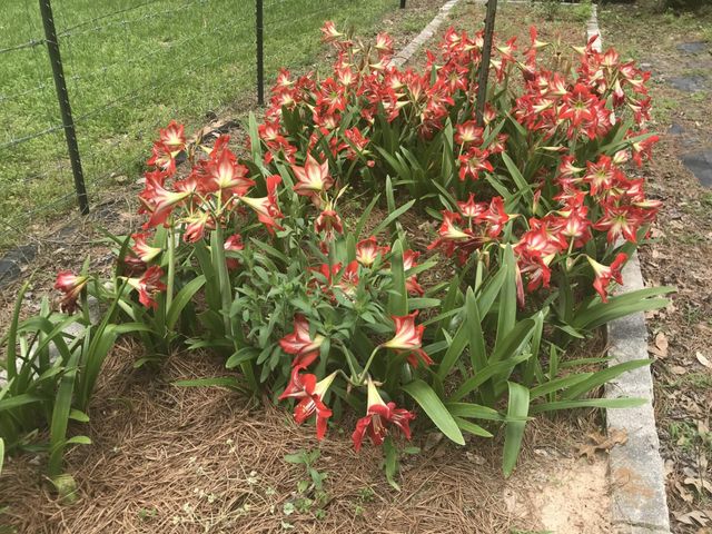 1383 Fm 3266, Palestine, TX 75801