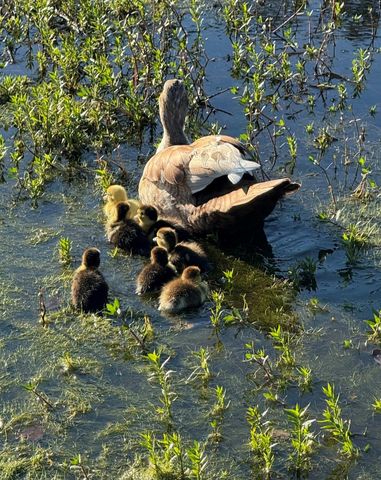 16180 Oaklawn Drive, Splendora, TX 77372