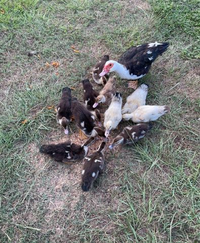 16180 Oaklawn Drive, Splendora, TX 77372