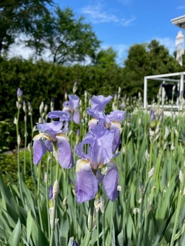 454 Harvard Avenue, Barrington, IL 60010