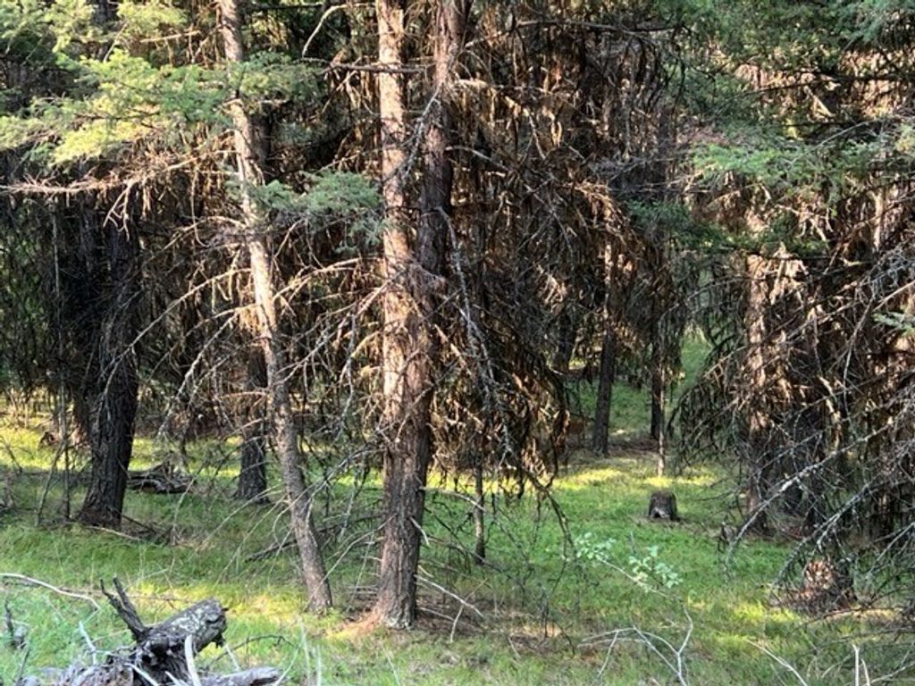 433 Stage Coach Drive, Seeley Lake, MT 59868 photo 2