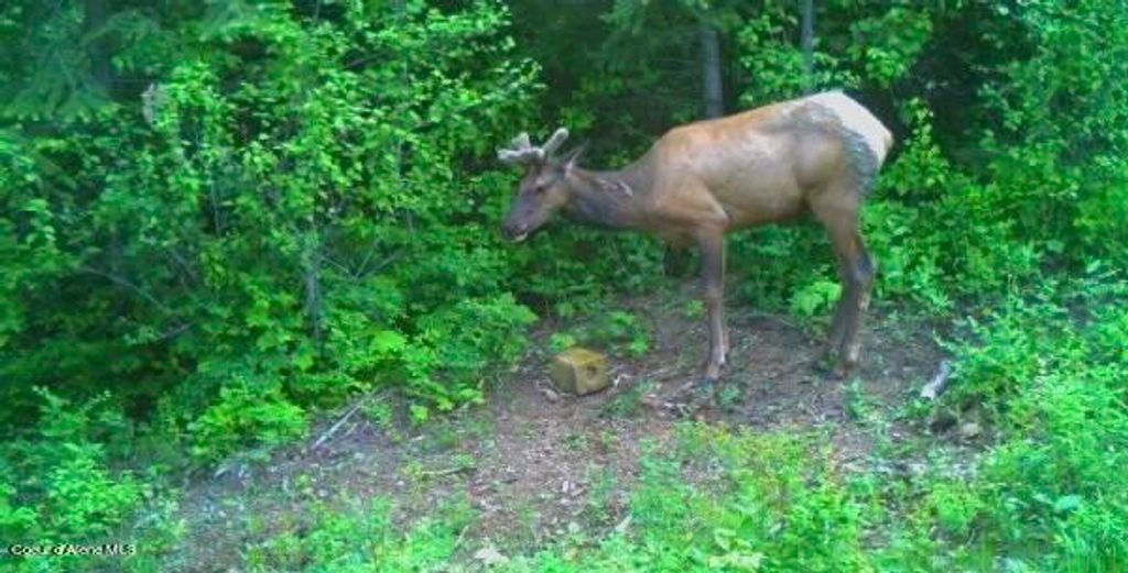 NKA Juniper Ln, Naples, ID 83847 photo 22