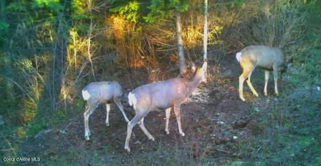 NKA Juniper Ln, Naples, ID 83847 photo 25