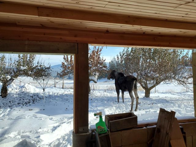 8920 E Schwachtgen Branch Rd, Chattaroy, WA 99003