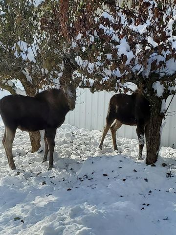 8920 E Schwachtgen Branch Rd, Chattaroy, WA 99003