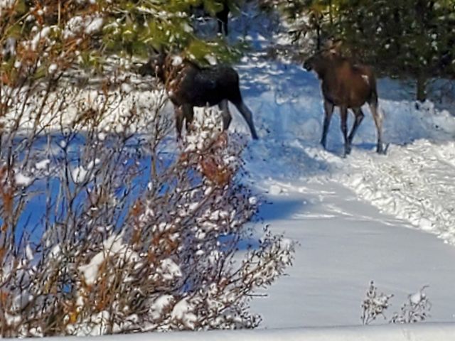 8920 E Schwachtgen Branch Rd, Chattaroy, WA 99003