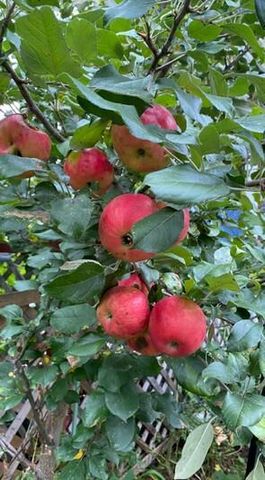 736 Churchill Street, Eau Claire, WI 54703