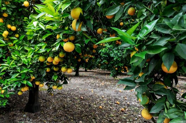 550 MEADOWOOD STREET, Fallbrook, CA 92028