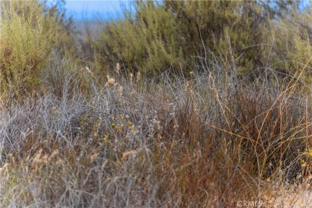 1 Gray Squirrel, Temecula, CA 92592