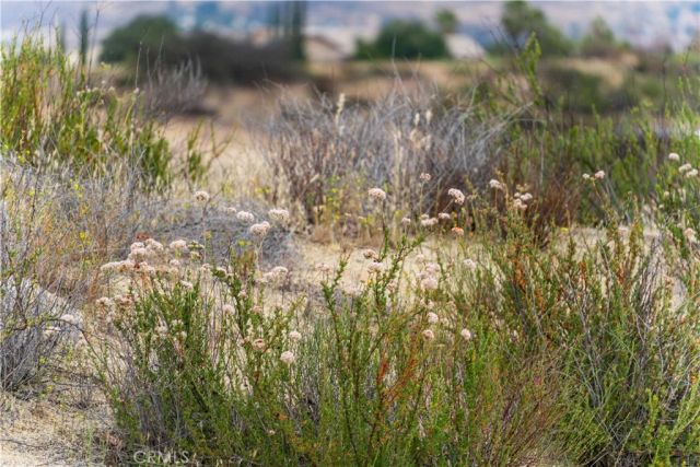 1 Gray Squirrel, Temecula, CA 92592