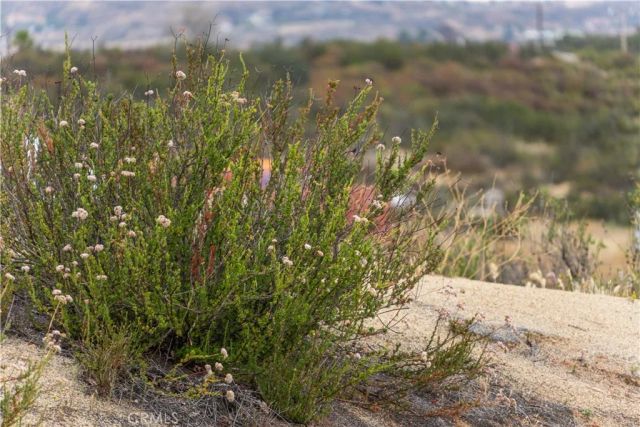 1 Gray Squirrel, Temecula, CA 92592