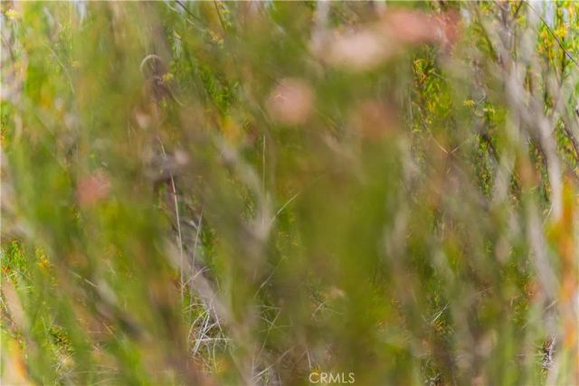 1 Gray Squirrel, Temecula, CA 92592