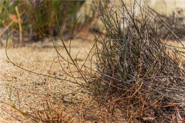 1 Gray Squirrel, Temecula, CA 92592