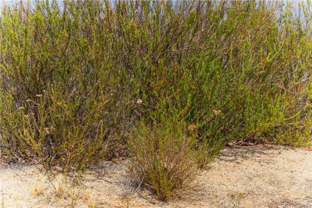 1 Gray Squirrel, Temecula, CA 92592