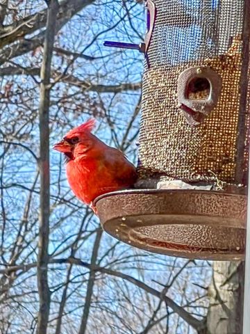 17220 Valley Drive, Big Rapids, MI 49307