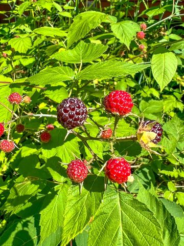 17220 Valley Drive, Big Rapids, MI 49307