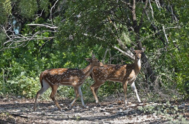 155 Avenida Juarez, Brackettville, TX 78832