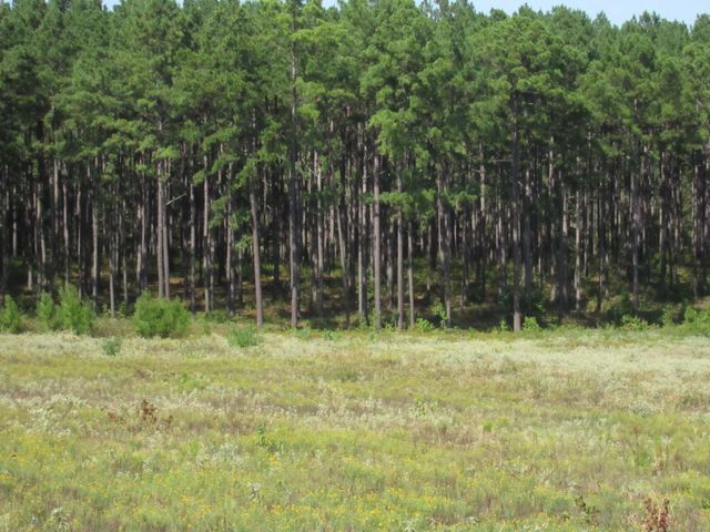 0024 Fm 256 N, Woodville, TX 75979