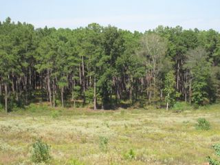 0024 Fm 256 N, Woodville, TX 75979