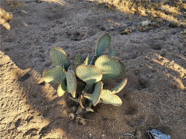 61329 Rocky Vista, Joshua Tree, CA 92252
