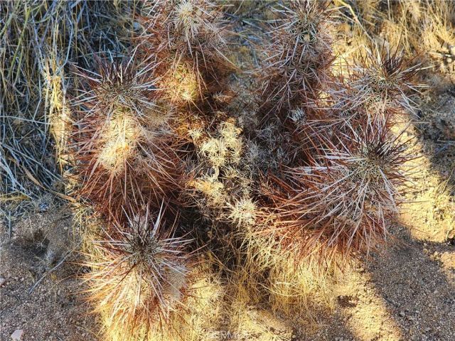 61329 Rocky Vista, Joshua Tree, CA 92252