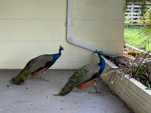 1401 NE Elizabeth Avenue, Jensen Beach, FL 34957