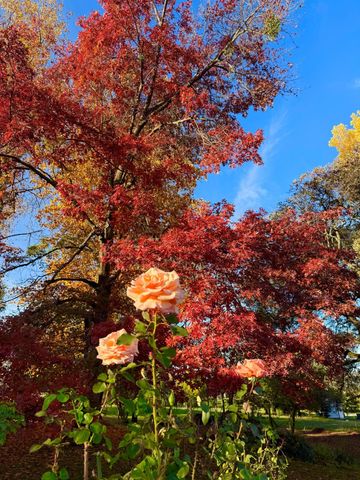 10800 Pickle Barrel Rd, Auburn, CA 95602