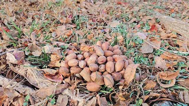 13915 Nitida Street, Houston, TX 77045