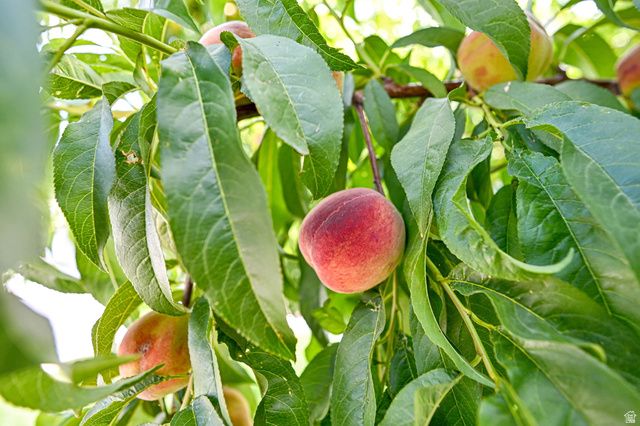 731 S 3050 W, Syracuse, UT 84075