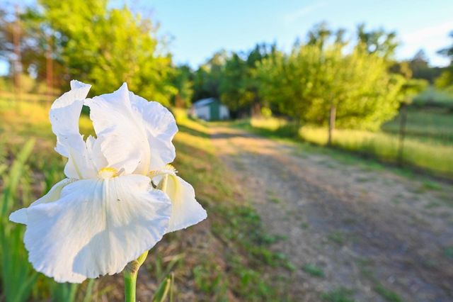 13930 Fiddletown Rd, Fiddletown, CA 95629