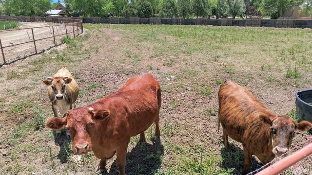 600 Camino De Corrales Del Norte, Corrales, NM 87048