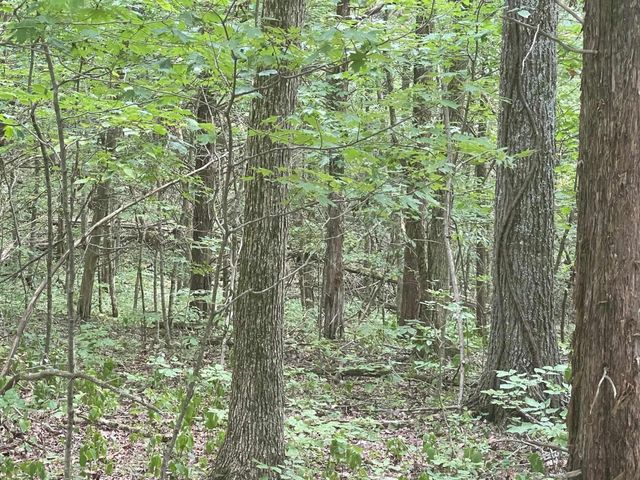 2607 Royalty Ridge Road, Willisburg, KY 40078