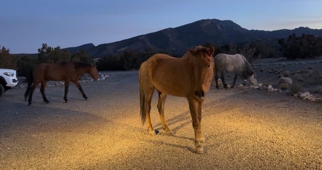 300 Camino De Las Huertas, Placitas, NM 87043