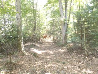 119 Gunsmoke Hollow Drive, Elizabethton, TN 37643