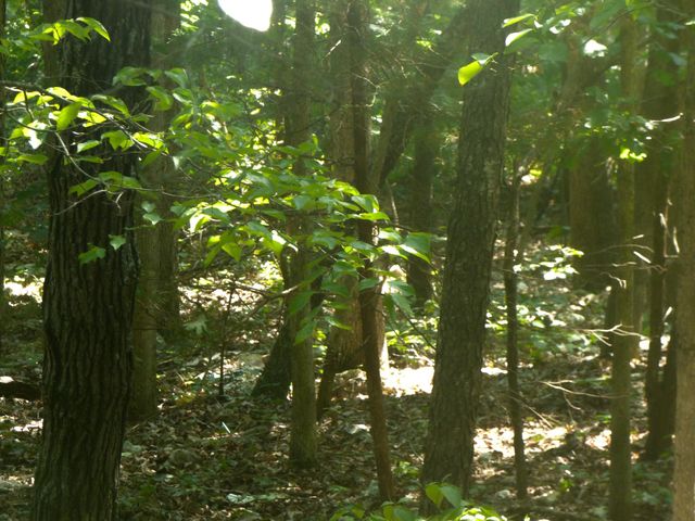 Okfuskee Lane, Cherokee Village, AR 72529