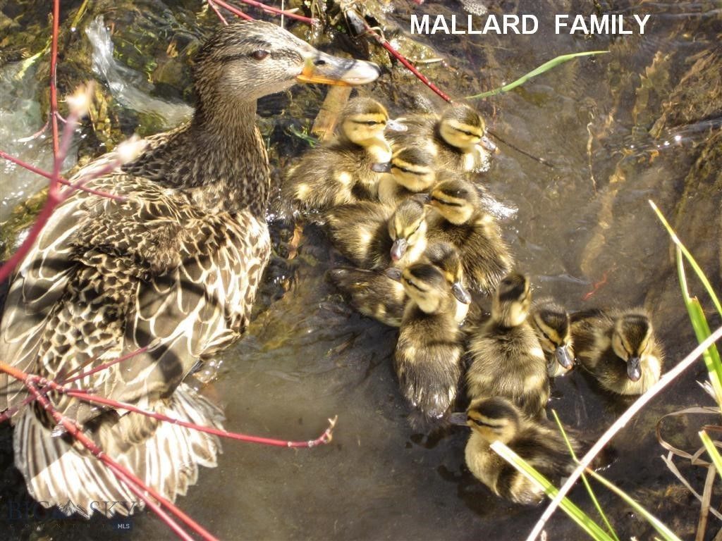 Lot 768 Miller Canyon Road, Three Forks, MT 59714 photo 19