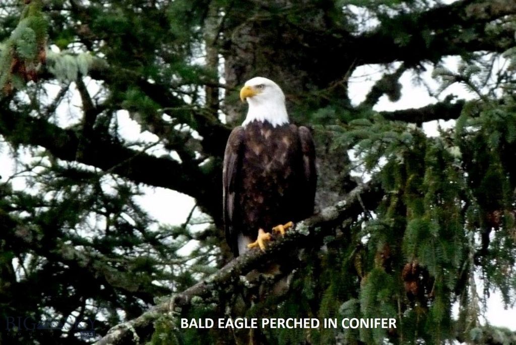 Lot 768 Miller Canyon Road, Three Forks, MT 59714 photo 5