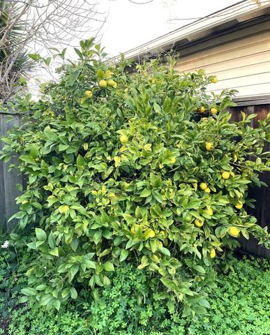 363 W Bissell Ave, Richmond, CA 94801