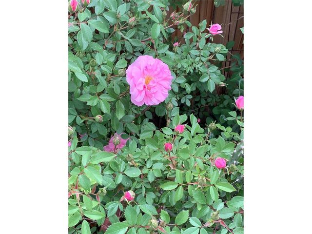 221 Magnolia St, Denver, CO 80220